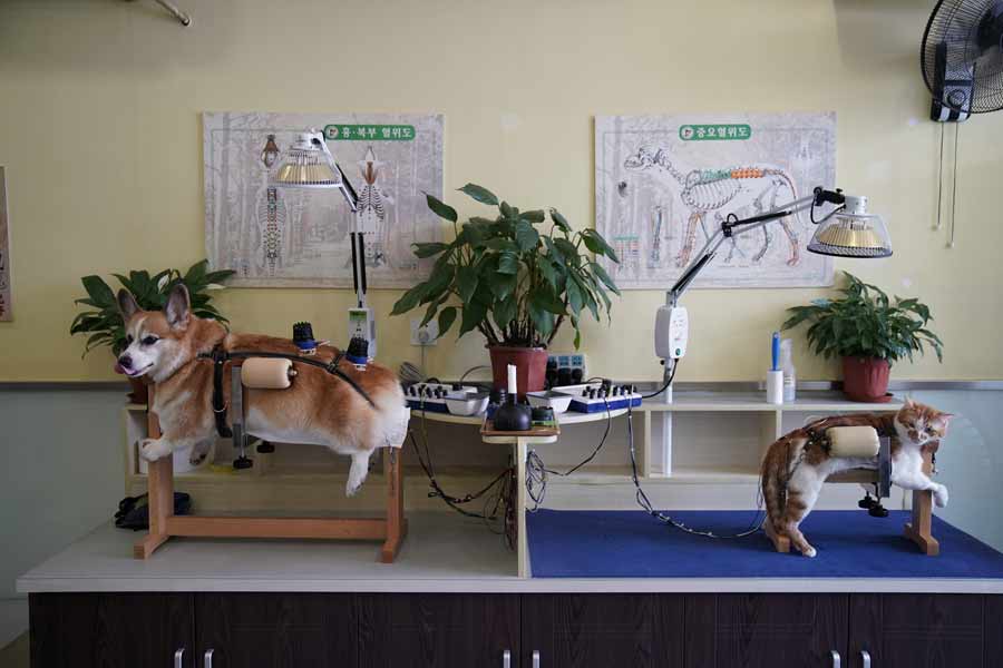 Acupuncture for cats and dogs in China