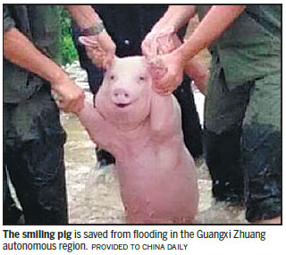 Smiling pig becomes online celebrity