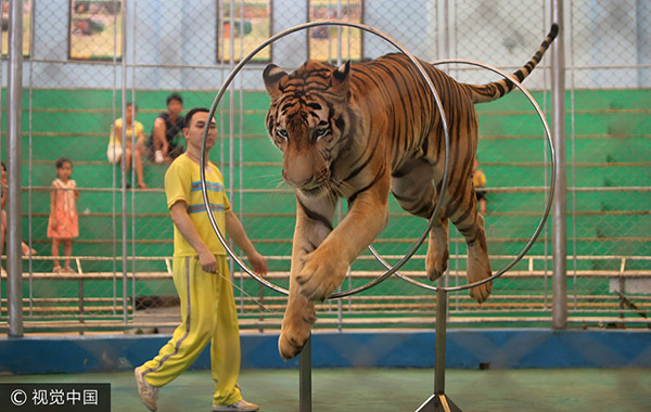 Zoo considers legal action to evict animal circus