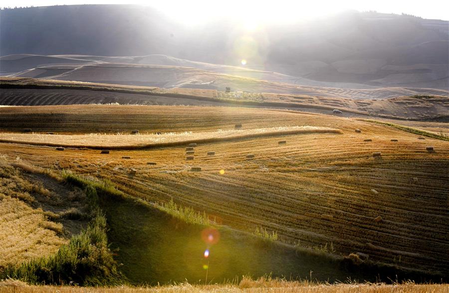 Harvest scenery of wheat fields in China's Xinjiang