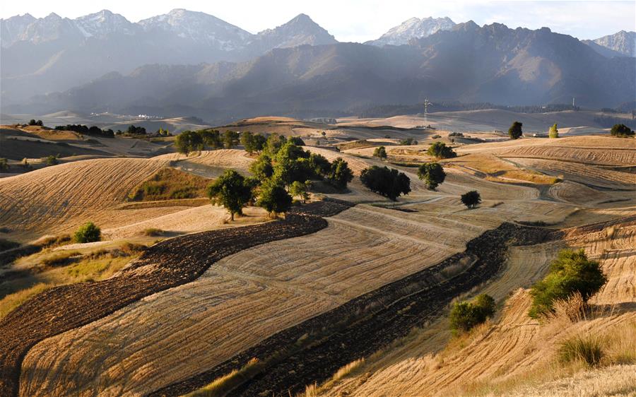 Harvest scenery of wheat fields in China's Xinjiang