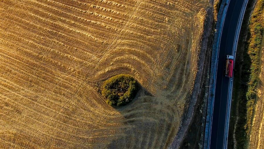 Harvest scenery of wheat fields in China's Xinjiang