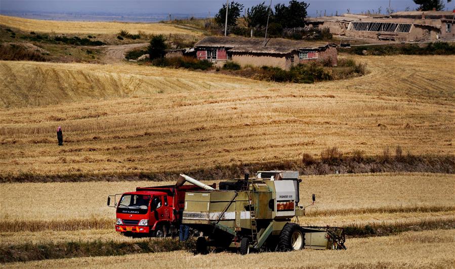 Harvest scenery of wheat fields in China's Xinjiang