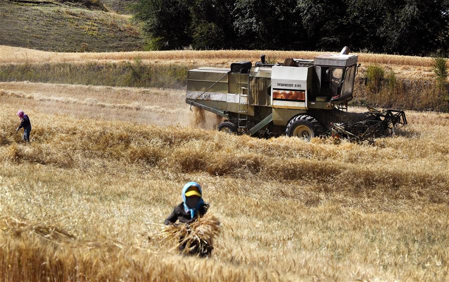 Harvest scenery of wheat fields in China's Xinjiang