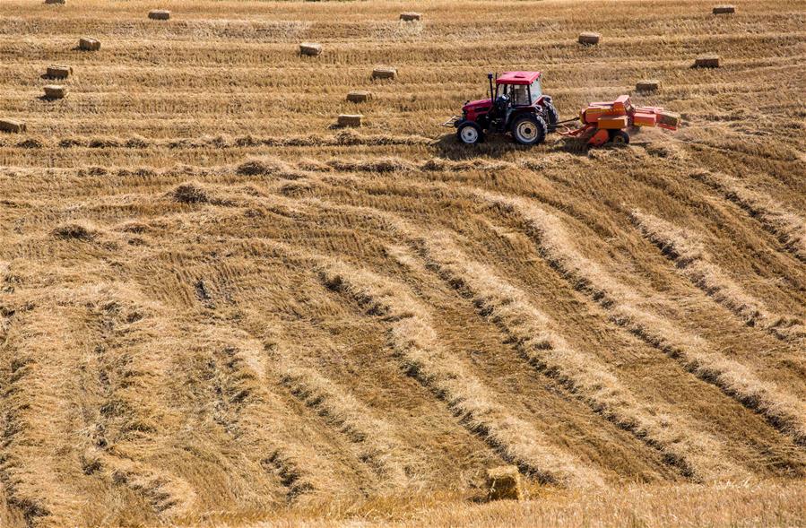 Harvest scenery of wheat fields in China's Xinjiang