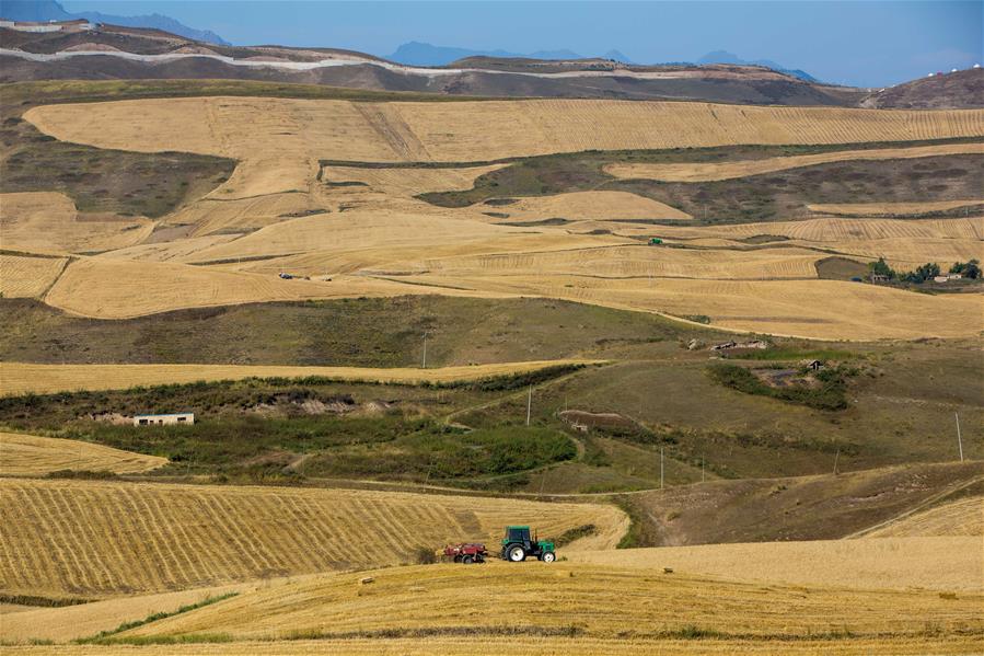 Harvest scenery of wheat fields in China's Xinjiang