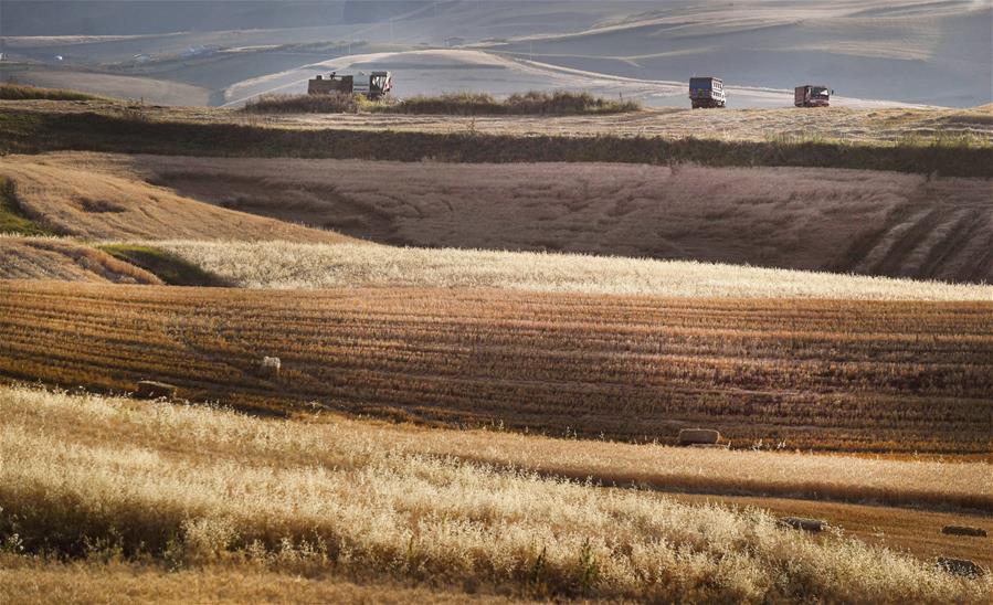 Harvest scenery of wheat fields in China's Xinjiang