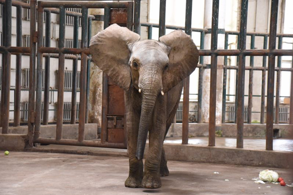 Female elephant arrives in Harbin from Africa for date with mate