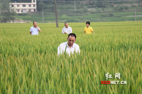 Grassroots delegate: Village Party chief helps grow wealth from rice fields