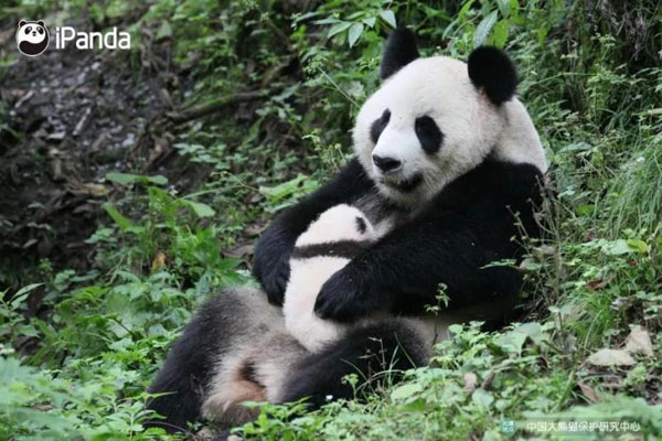 Two male panda cubs will be released in Sichuan