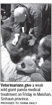 Elderly female wild panda receiving medical care