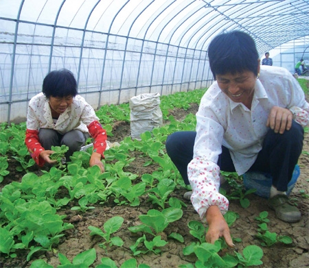 Organic vegetables gaining ground