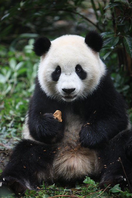 Pandas to be released into the wild