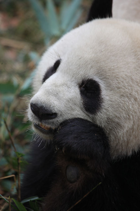 Pandas to be released into the wild