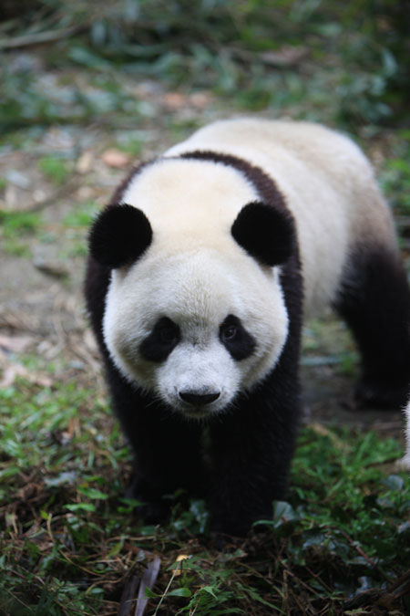 Pandas to be released into the wild