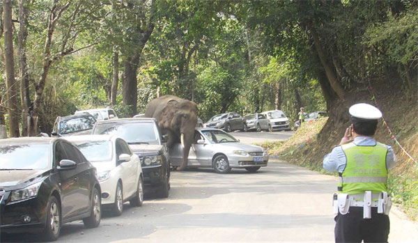 Yunnan park shores up security after wild elephant rampage