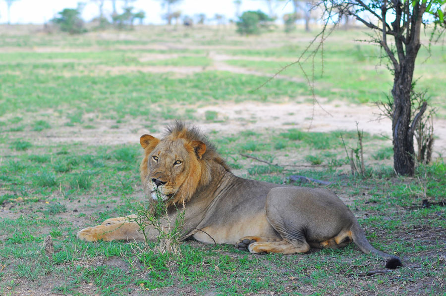 Photos: Living among lions(1)