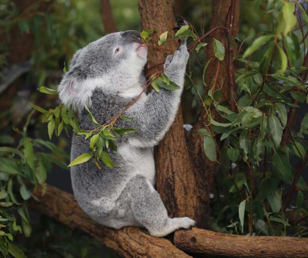 Australian Chinese zodiac launched for Lunar New Year