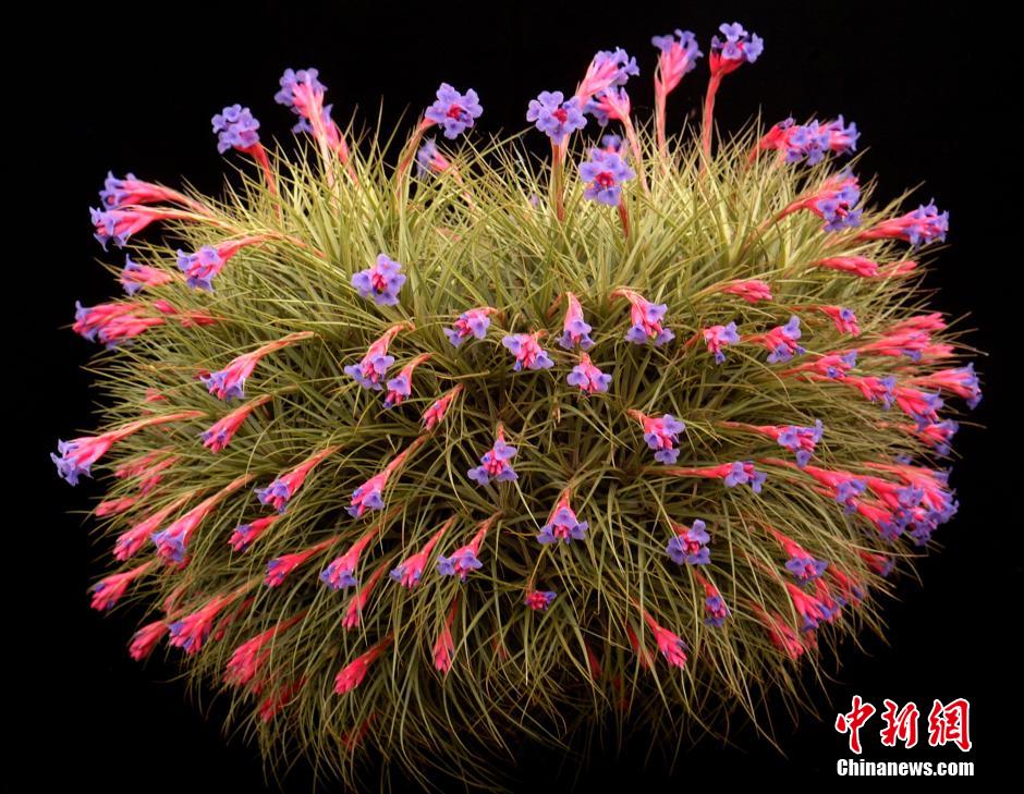 Exotic Plant Show held in Shanghai