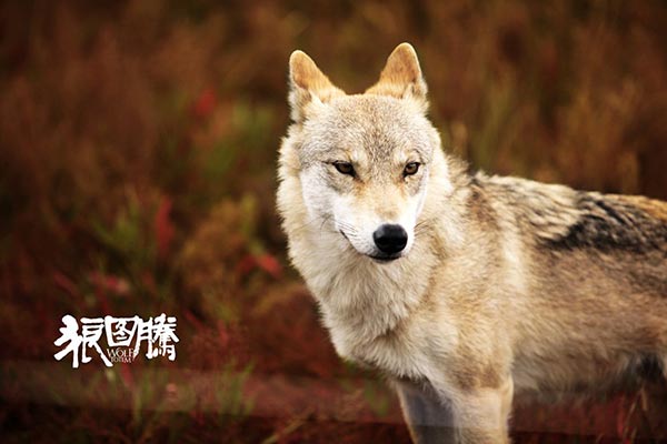 China may enter China-France co-production <EM>Wolf Totem</EM> for Oscars