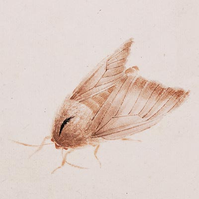 Insects under Qi Baishi's strokes