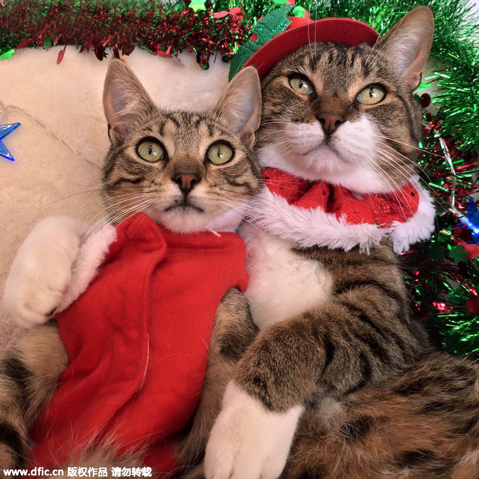 Christmas celebrated in kitties' home