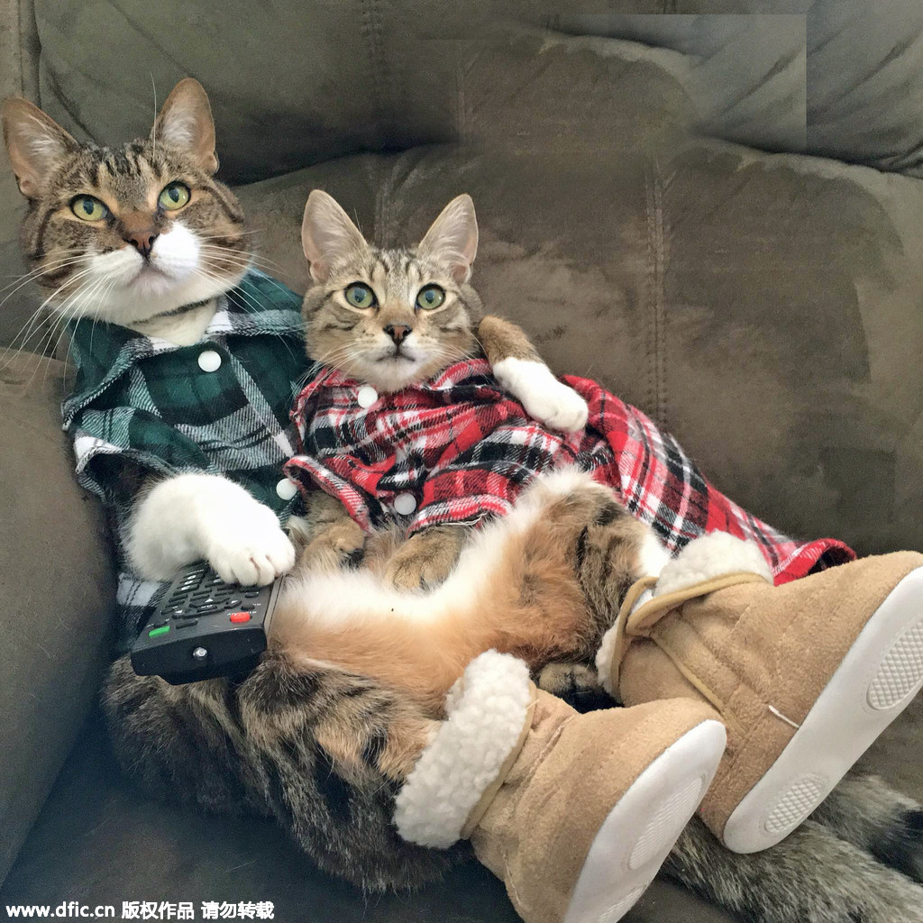 Christmas celebrated in kitties' home