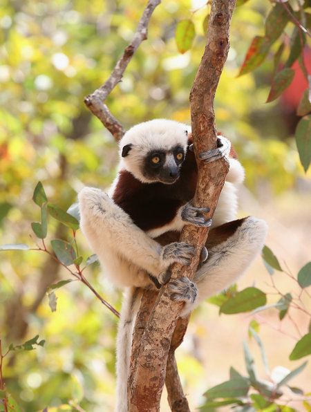 Island ecologists struggle to protect lemurs