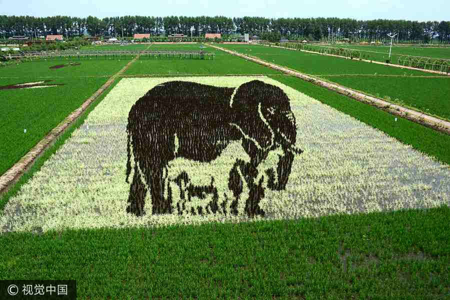 Paddy field in Shenyang transformed into art