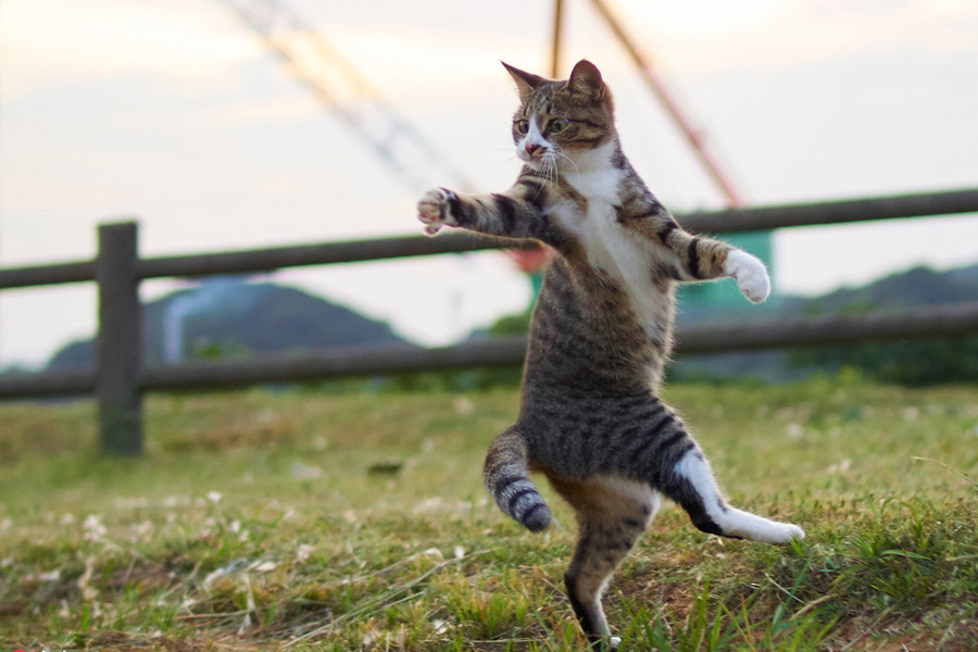 Cute cats pose like Chinese kung fu fighters