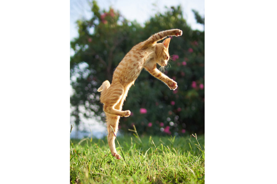 Cute cats pose like Chinese kung fu fighters