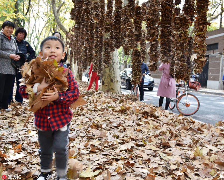 Shanghai stages street art exhibition on fallen leaves
