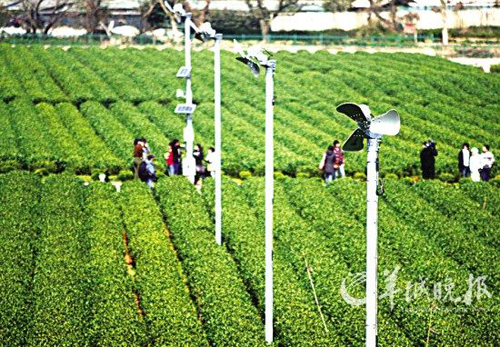 Enjoy a cup of tea around the Tomb Sweeping Festival