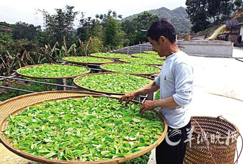 Enjoy a cup of tea around the Tomb Sweeping Festival