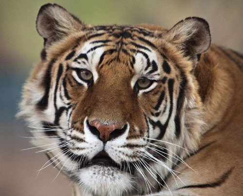 MJ's tiger dies of lung cancer