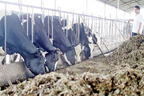 Not so creamy for milk farmers