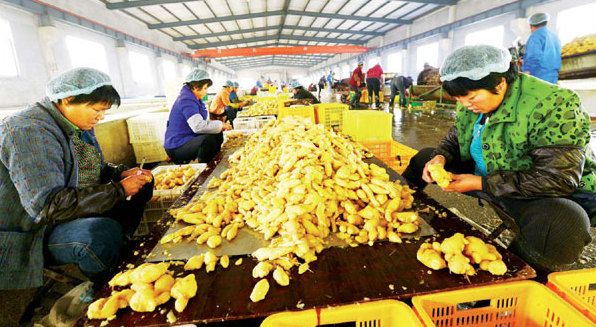 Ginger city snaps into shape