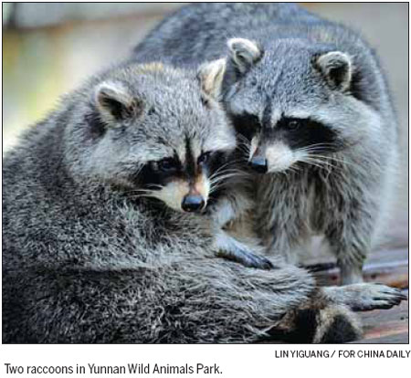 Can raccoons be domesticated?