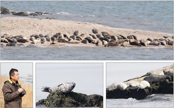 Spotted seals get special attention