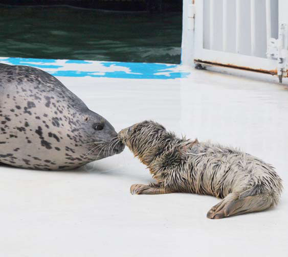 Spotted seals get special attention