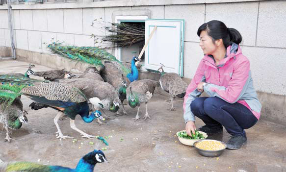 The tale of the Peacock Princess