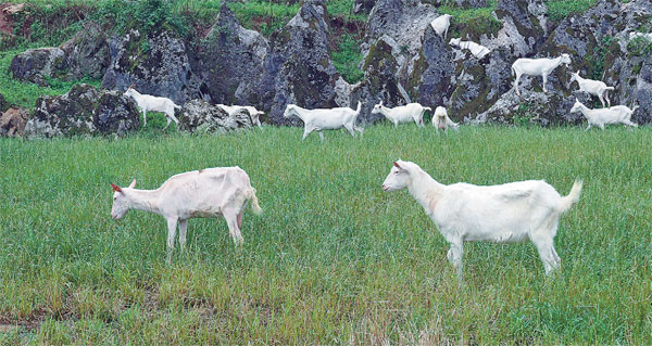 City dwellers live a modern rural dream in Guizhou