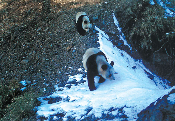 Tourists put panda 'love corridor' under threat