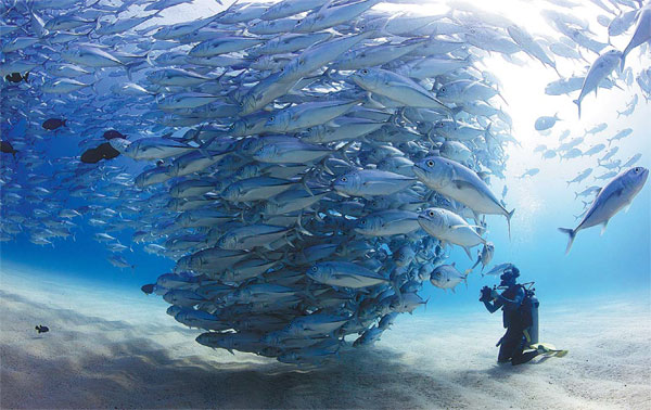 'The ocean is in trouble'