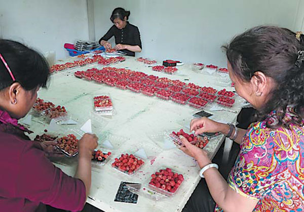 Rich pickings for raspberry farm