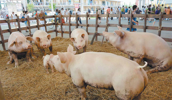 Better way to bring home the bacon