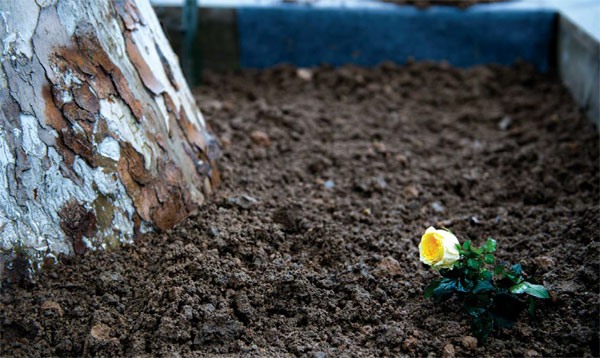 Remembering 'Nanjing's Schindler'