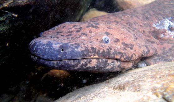 Saving the salamander