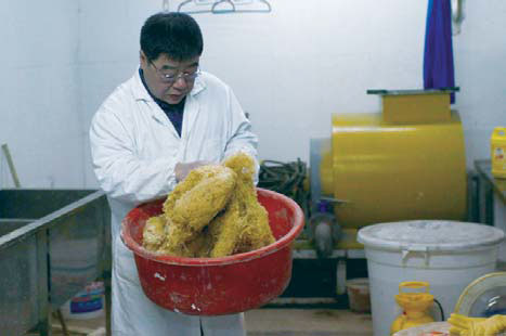 Re-creation of the wild