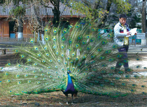 Re-creation of the wild